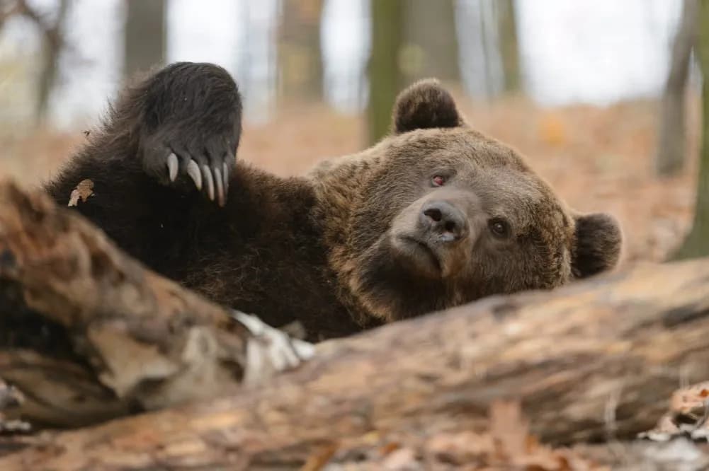 Czy na Babiej Górze są niedźwiedzie? Rzadkie spotkania i bezpieczeństwo