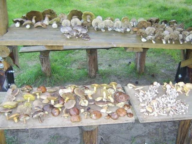 Gdzie na grzyby z noclegiem: najlepsze miejsca w Pomorzu na wypoczynek