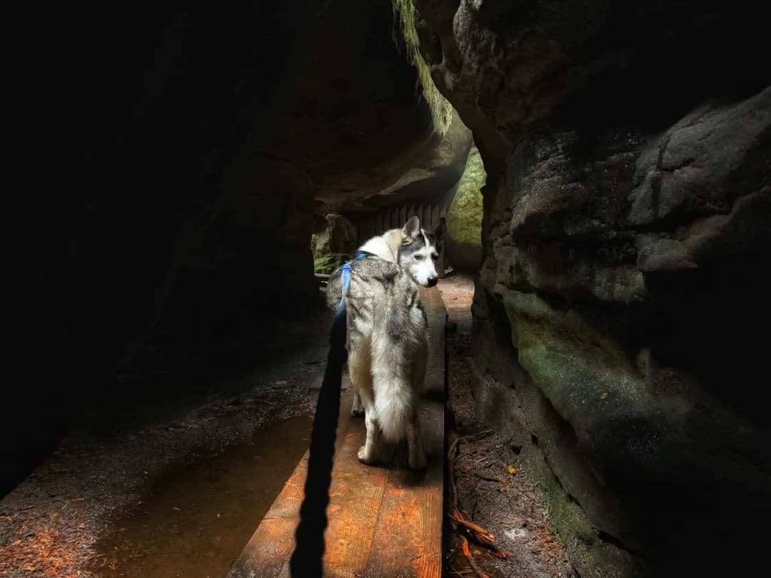Góry Stołowe czy można z psem? Sprawdź zasady i trasy dla psów