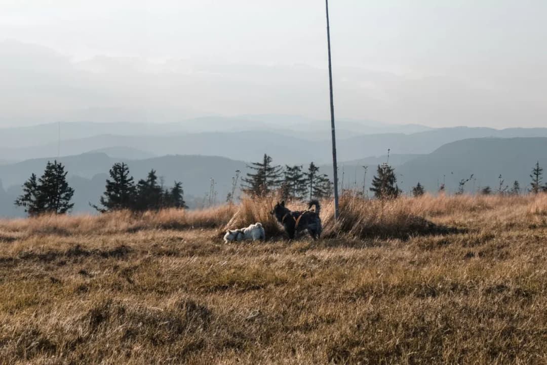 Góry z psem gdzie - najlepsze trasy i zasady dla psich wędrowców