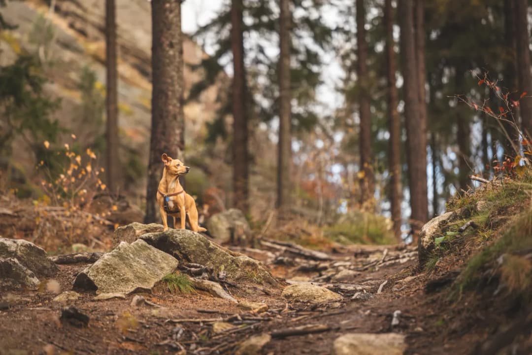 Gdzie w góry z psem? Odkryj najlepsze trasy i miejsca bez ograniczeń