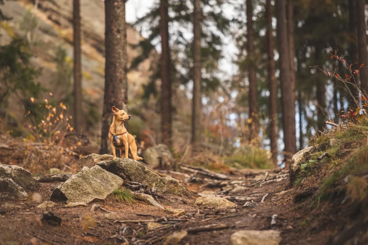 Gdzie w góry z psem? Odkryj najlepsze trasy i miejsca bez ograniczeń
