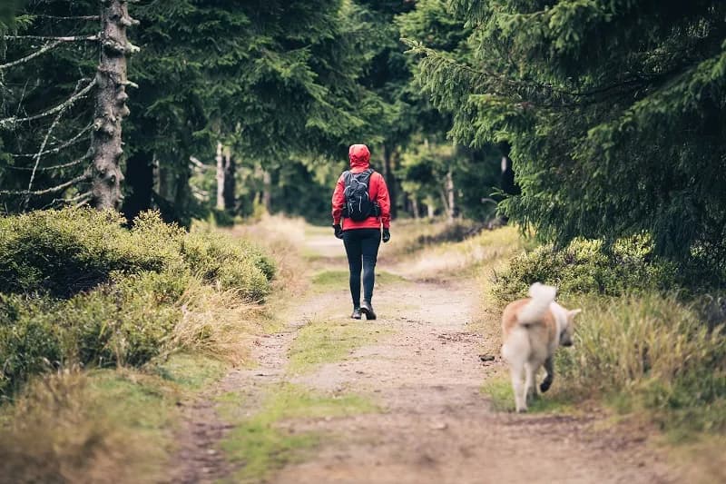 Gdzie z psem w góry Zakopane - najlepsze trasy i ważne zasady